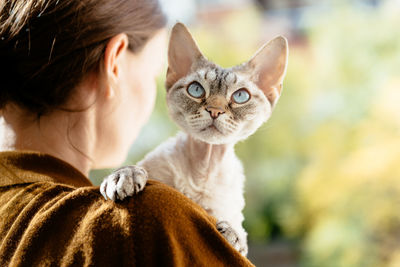 Portrait of cat looking at camera