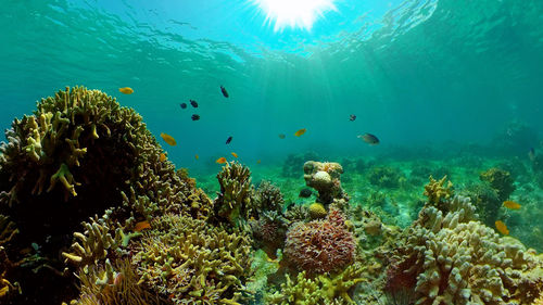 Tropical coral reef seascape with fishes, hard and soft corals. philippines.