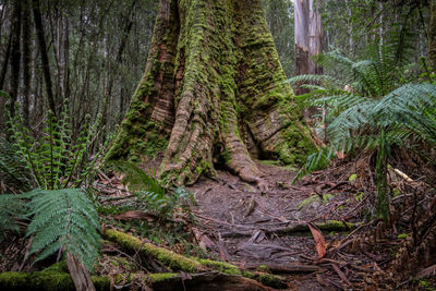 Roots of a swamp gum tree with ferns, mount field national park,