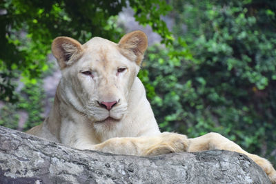 Close-up of lioness relaxing on rock