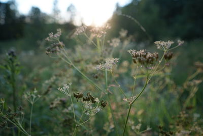 Close-up of plants on field