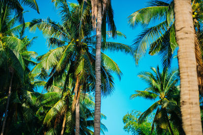 Low angle view of palm trees against blue sky