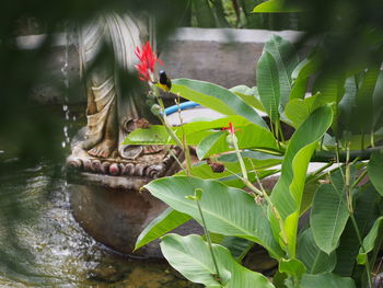 Close-up of lizard on plant