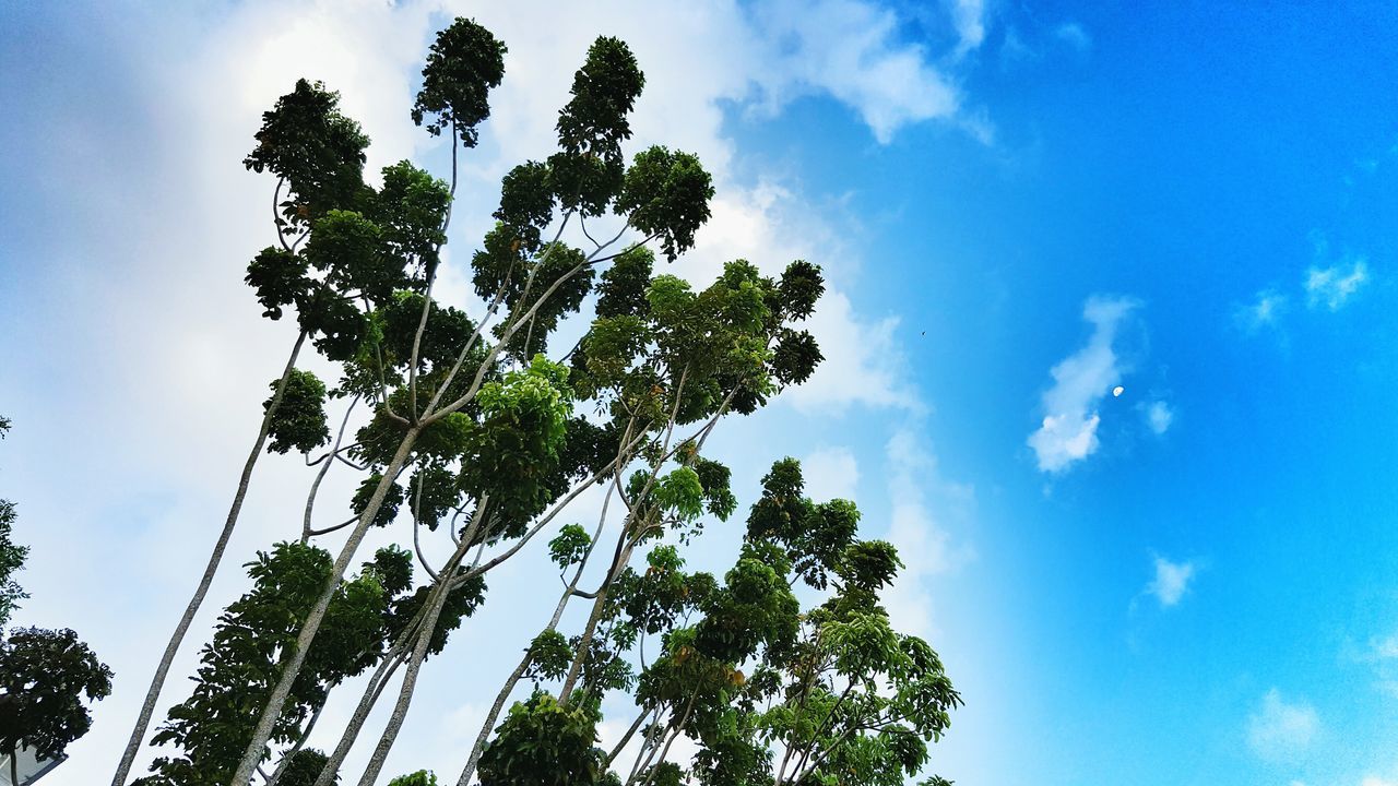 low angle view, tree, sky, growth, blue, nature, cloud - sky, tranquility, beauty in nature, cloud, branch, sunlight, day, outdoors, no people, green color, tree trunk, leaf, scenics, plant