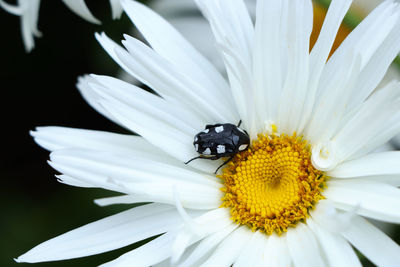 White-spotted fruit chafer beetle on daisy mausoleopsis amabilis