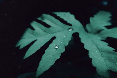 Close-up of raindrops on leaf