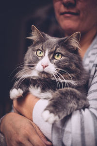 Midsection of woman holding cat