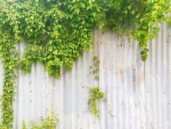 Close-up of ivy growing on wall