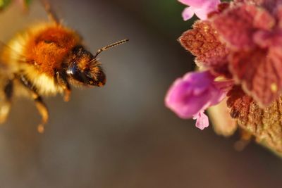 Close-up of bee pollinating on flower