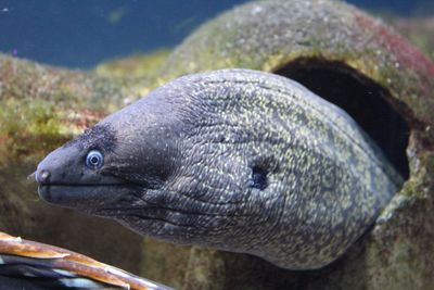 Close-up of frog in water