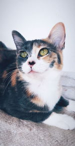 Close-up portrait of cat relaxing at home