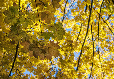 Low angle view of yellow flowering tree