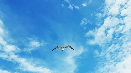 Low angle view of seagull flying against sky