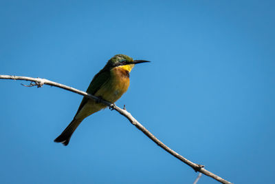 Little bee-eater facing right on dead branch
