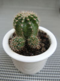 High angle view of succulent plant in pot