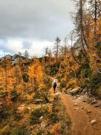 Hiker surrounded by fall colored nature.