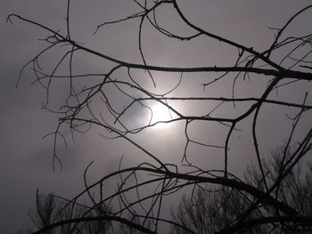 Low angle view of silhouette bare tree against sky