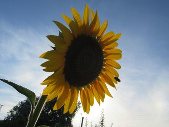 Close-up of sunflower against sky