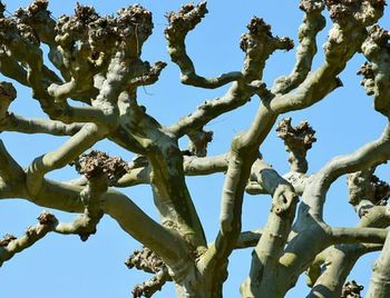 Low angle view of tree against blue sky