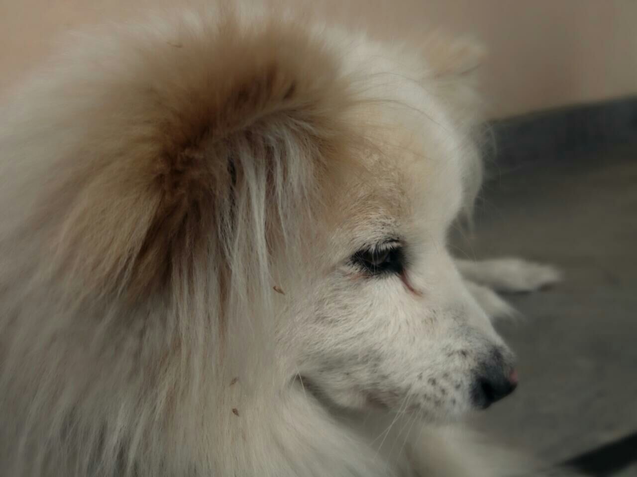 animal themes, one animal, domestic animals, pets, mammal, dog, animal head, close-up, animal hair, animal body part, indoors, white color, focus on foreground, looking away, part of, no people, white, portrait, snout, selective focus