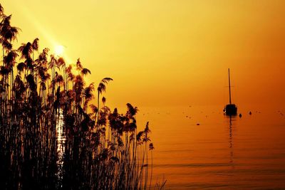 Silhouette plants in sea against sky during sunset