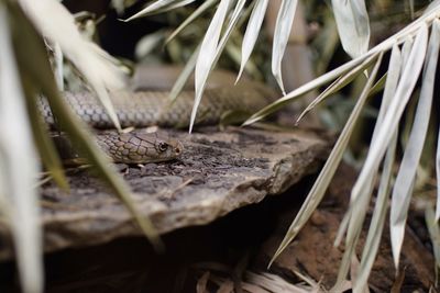 Close-up of lizard