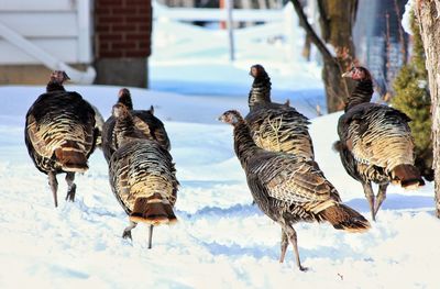 Wild turkeys on snow covered field during winter