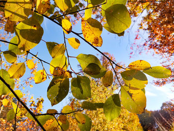 Low angle view of yellow maple leaves