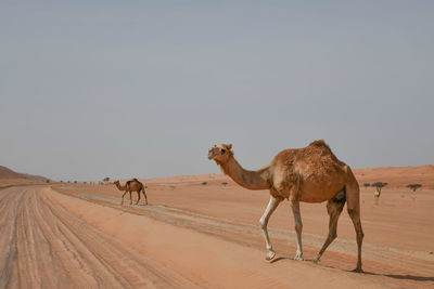 Horses in a desert