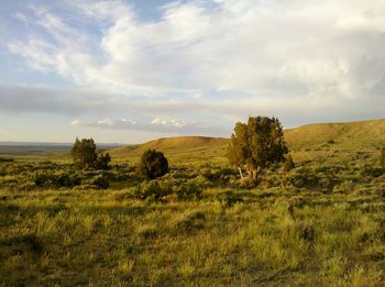 Scenic view of field against sky