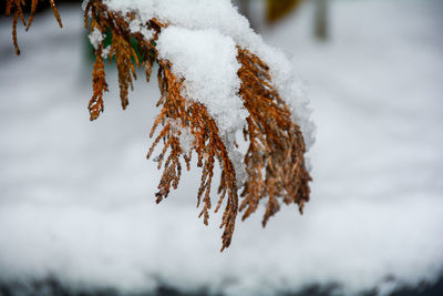 Close-up of frozen plant during winter