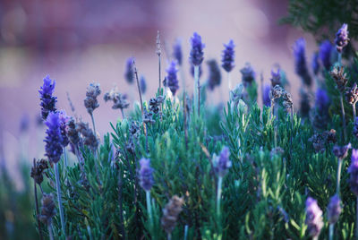 plant