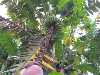 Low angle view of coconut palm tree