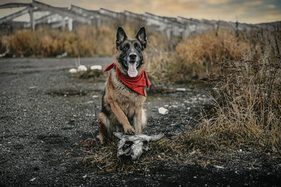 Dog standing on field
