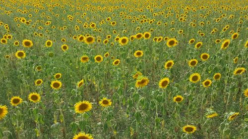 Sunflower blooming in field