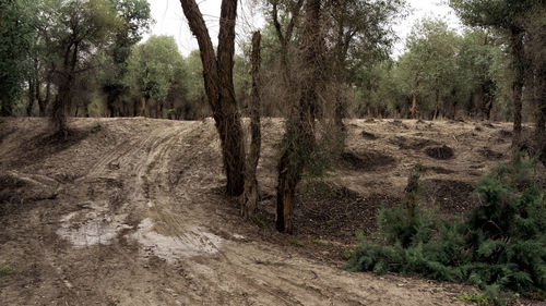 Dirt road amidst trees in forest