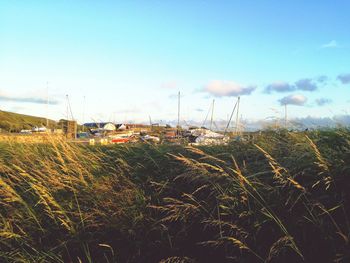 Grass against sky