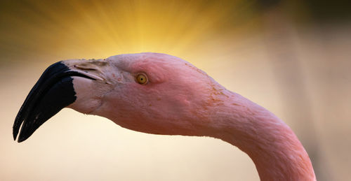 Close-up of a bird