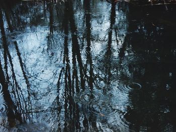 Reflection of trees in water