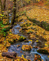 Stream amidst trees in forest during autumn