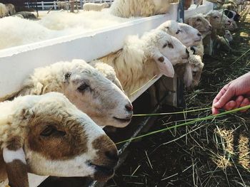 Cropped hand feeding sheep at farm