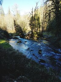 View of river passing through forest