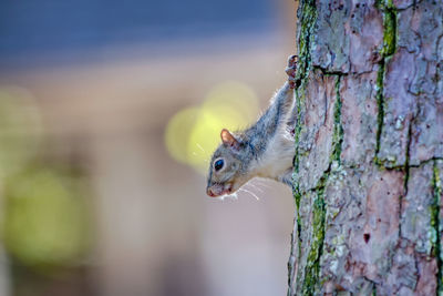 Close-up of squirrel on tree trunk