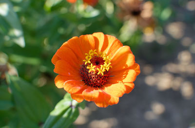 Close-up of orange flower