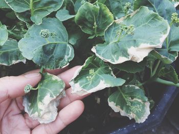 Cropped hand touching green leaves