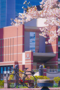 Cherry tree by building in city