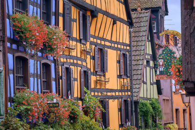 Low angle view of flowering plants by building