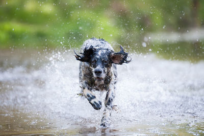 Portrait of dog running in puddle