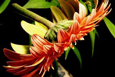 Close-up of orange flower