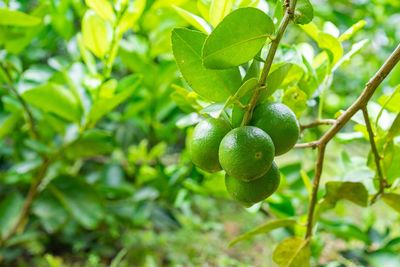 Close-up of fruits growing on tree